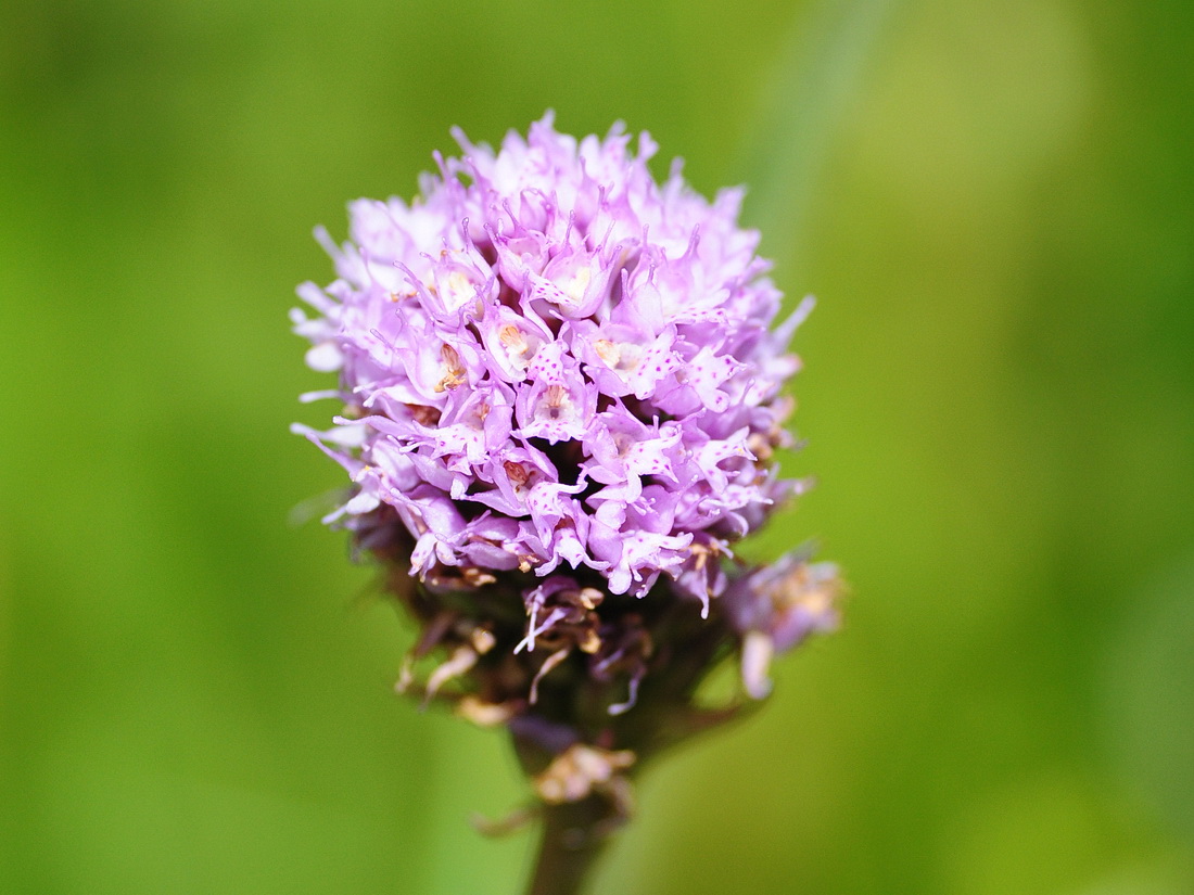 Traunsteinera globosa